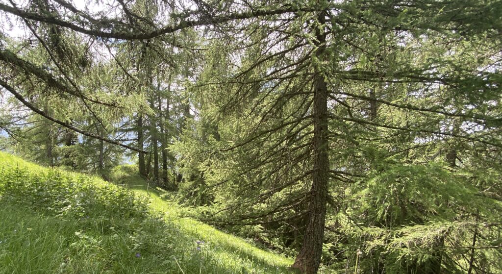 Tanzraum oder Wald